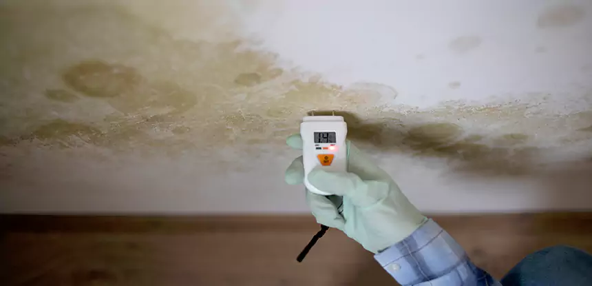 Emergency Mold Remediation in Sugar Valley